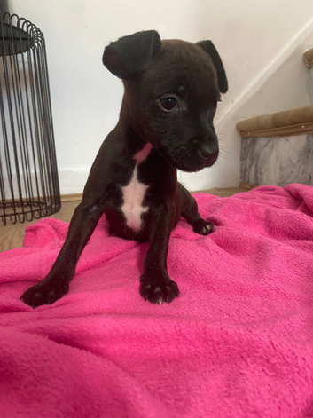 Lakeland x Patterdale.