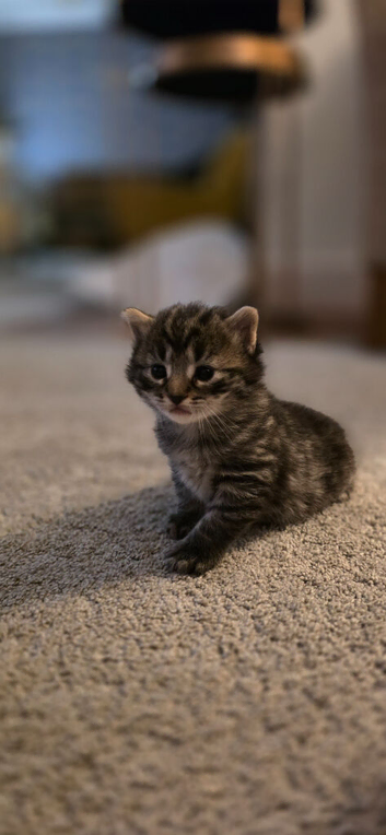 Kittens