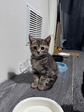 3 American Bobtail x Tortoise Shell Kittens for Sale