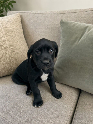 Lab x German short hair pointer