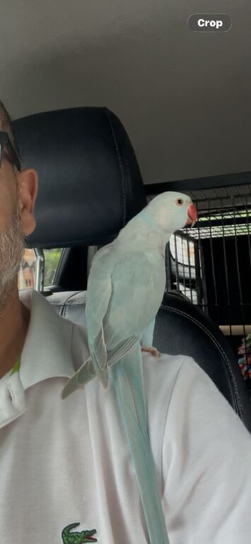 Team Indian ringneck blue