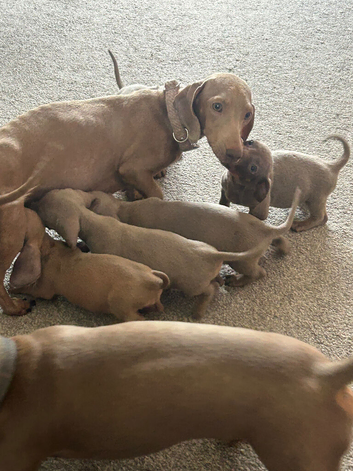 Dachshund puppies