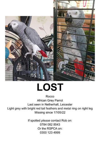 African Grey (ROCCO)