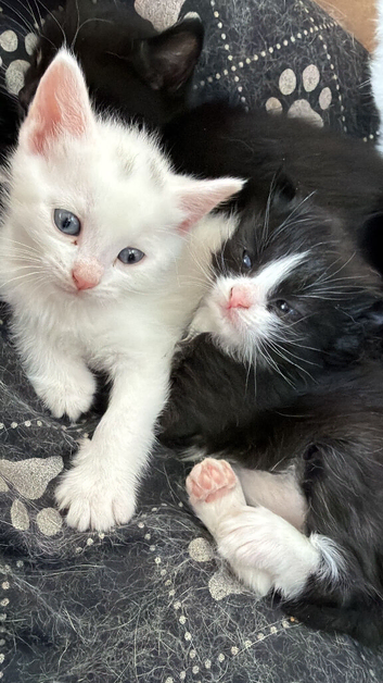 Farm kittens