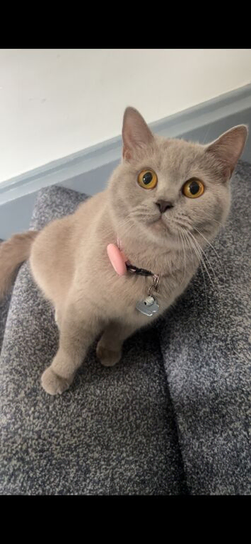 X3 Full Pedigree British Shorthair kittens