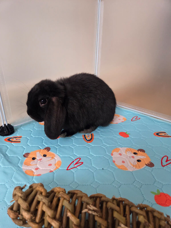Layla &ndash; Mini Lop Rabbit Looking for a Loving Home