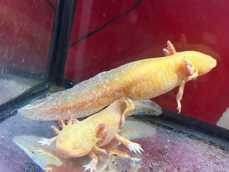 Axolotls