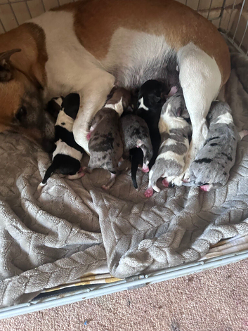 Beautiful Jack Russel pups