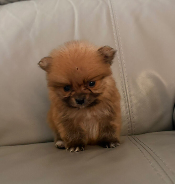 Tiny Pomeranian puppies
