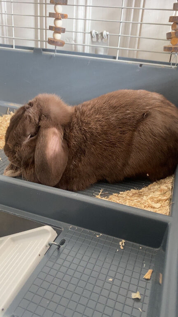 Rabbit for sale