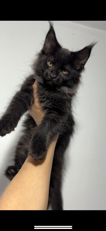 XXL Russian Mainecoons kittens