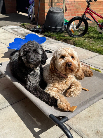Two cockapoo girls