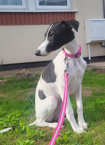 Beautiful whippet puppy