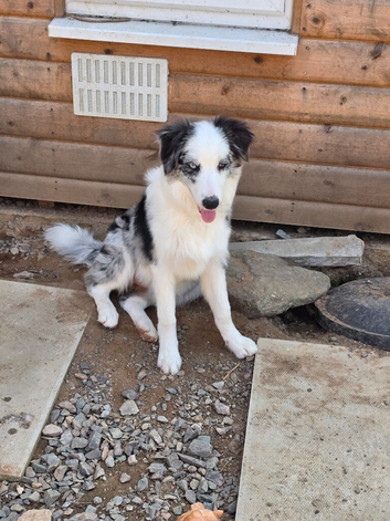 Blue Merle Border Collie for sale