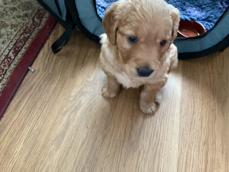 Golden retriever dog puppy