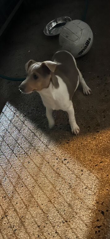 Beautiful miniature Jack Russell puppy