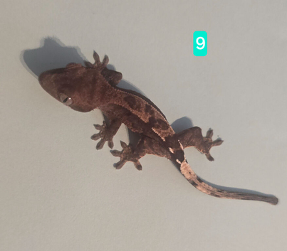 Cappuccino juvenile Crested geckos