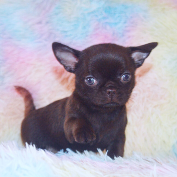 EXTENSIVELY HEALTH TESTED KC REG CHIHUAHUAS