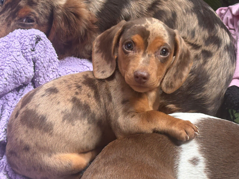 Stunning kc reg miniature dachshund girl koko