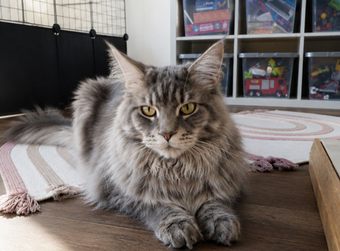 Entire male Maine coon
