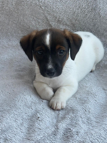 1 Boy Jack Russel left