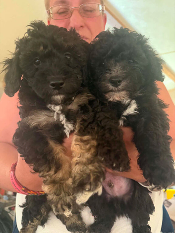 4 toy poodle boys