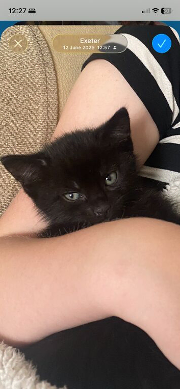 Beautiful kittens looking for a home X