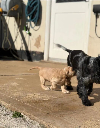 Cocker Spaniel puppies available, 4 boys and 2 girls, ready for their new homes from 21 April 2026.