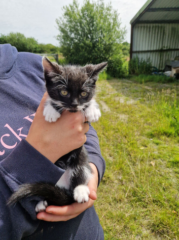 Beautiful kittens