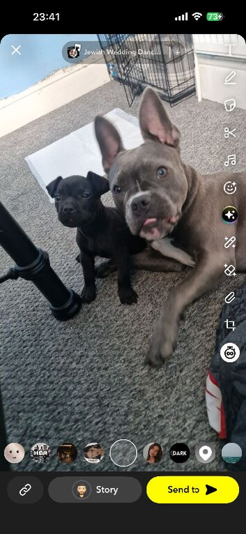 Selling my beautiful 2 year old frenchie cross staffy