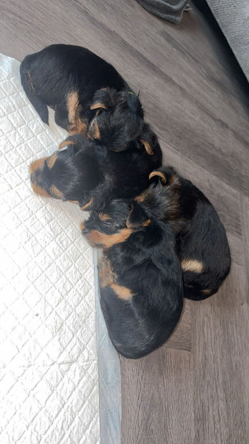 7 beautiful Yorkshire terrier puppys