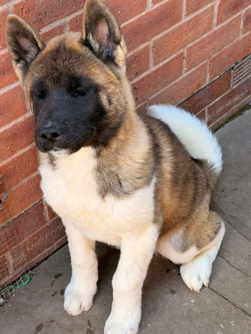 KC American Akita Male