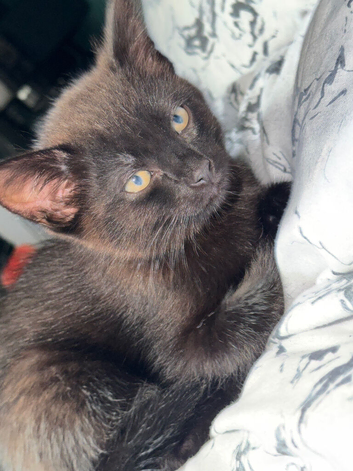 1 kitten black male & 1 female tabby junior