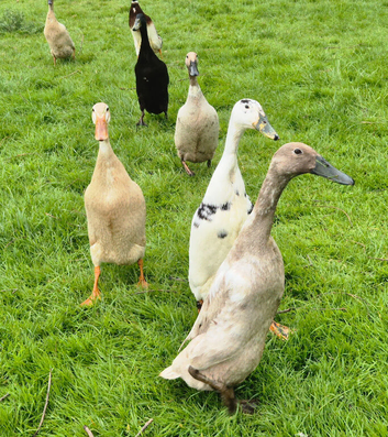 Indian Runner ducklings &pound;10 each or 6 for &pound;50