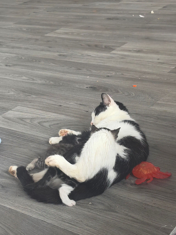 3 kittens 1 boy 2 girls