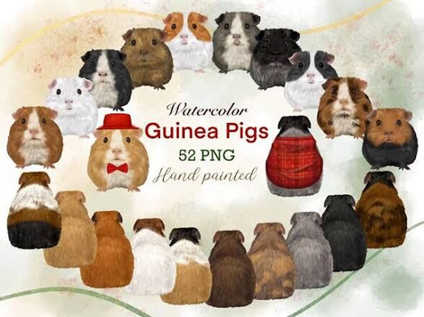 Guinea pig rescue