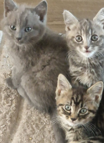 Beautiful friendly half ragdoll kittens