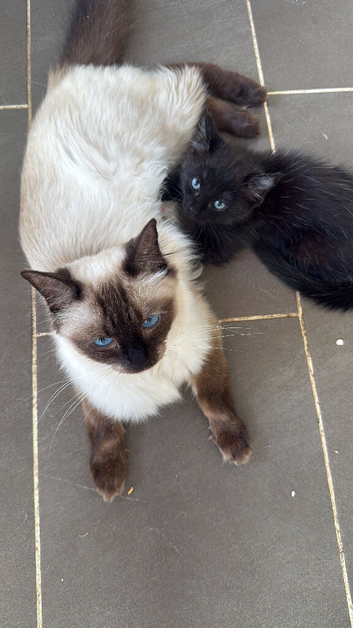 Ragdoll mixed kittens