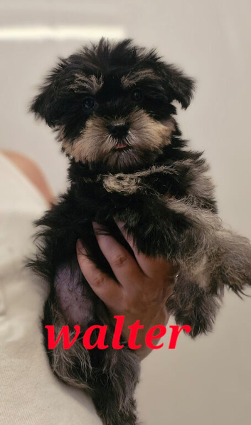 Beautiful litter of mini schnauzer x malshi puppies (mauzers)