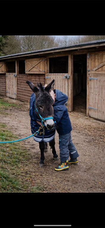 Jack Donkey for sale
