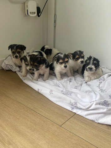 Terrier puppies