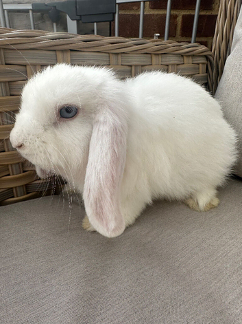 Mini lop buck looking for 5* home .