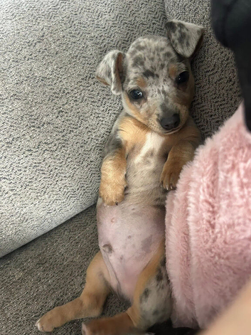 Merle Chihuahua Boy