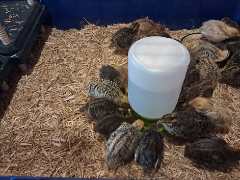 Japanese quails