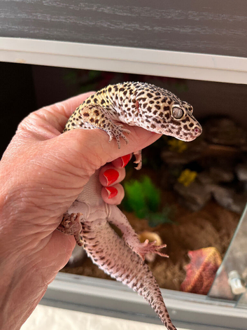 Leopard gecko