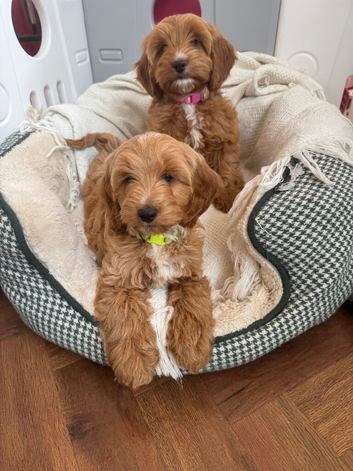 Gorgeous show type Cockerpoo Puppies
