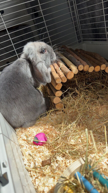Julian(English lop)