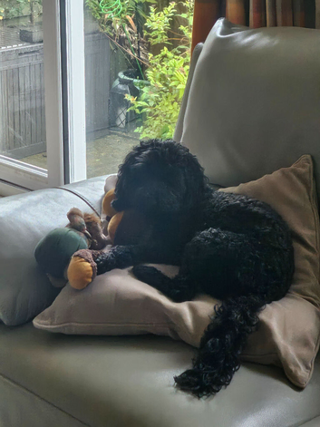 Perfect home for a cockapoo