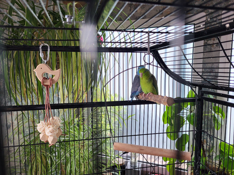 Pair of parrotlets for sale