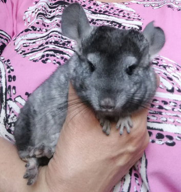 Baby Boy Chinchilla. for sale now in Feltham TW13.